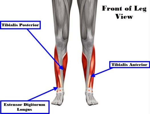 Claiming Compensation for a Broken Shin Bone Suffered in an Accident at ...